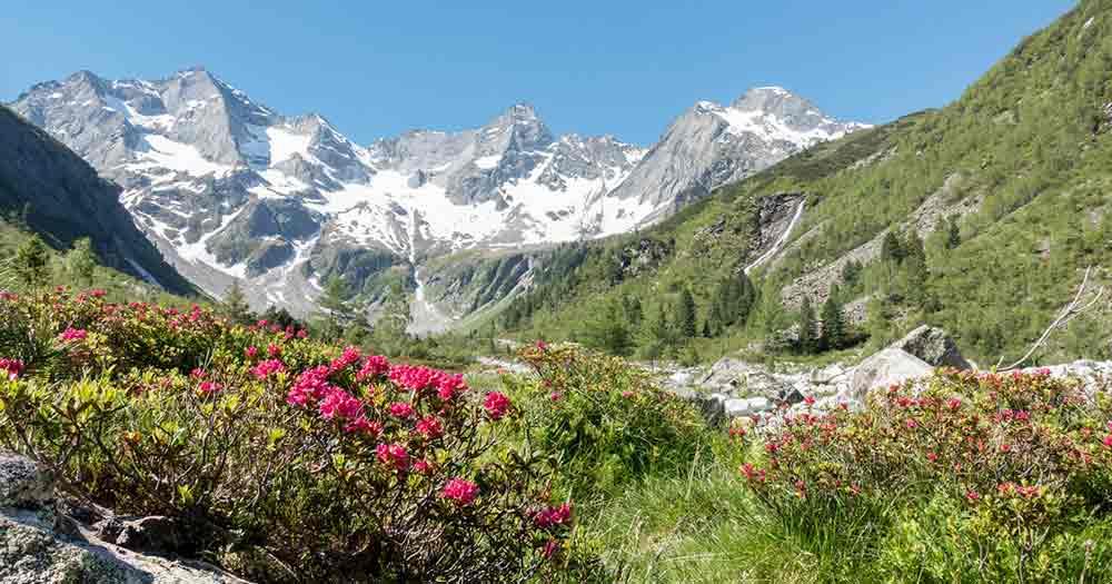 South Tyrol - Mountain landscape and alpine roses