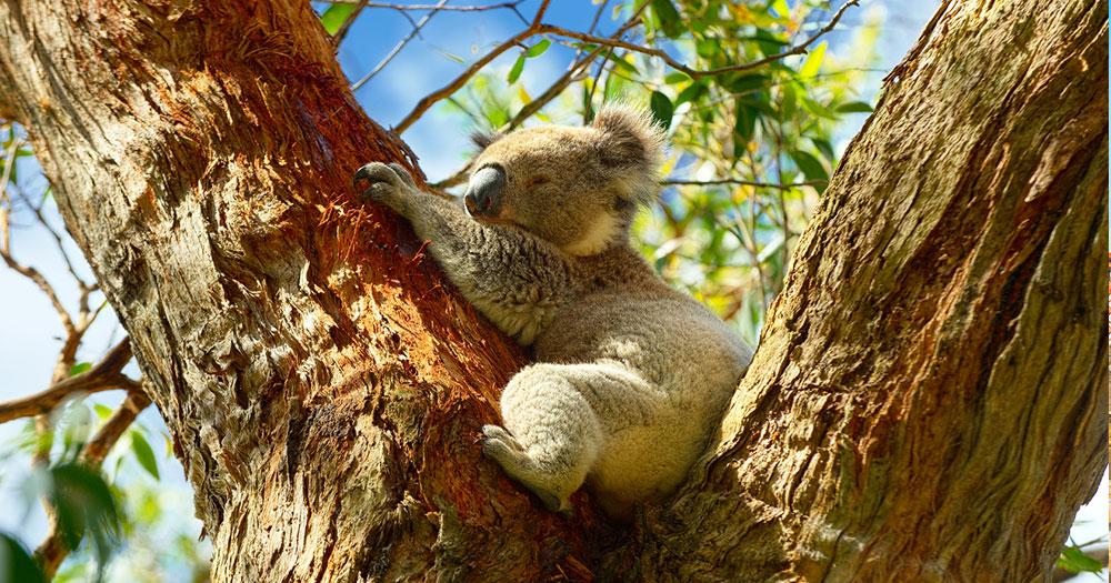 Sydney - Der Koala Bär als Wahrzeichen