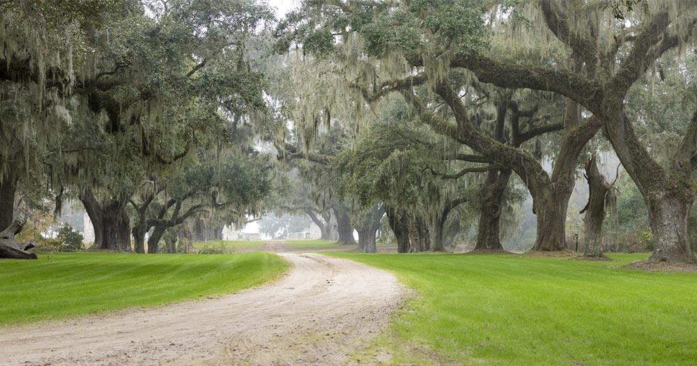 Charleston - plantation in the mist
