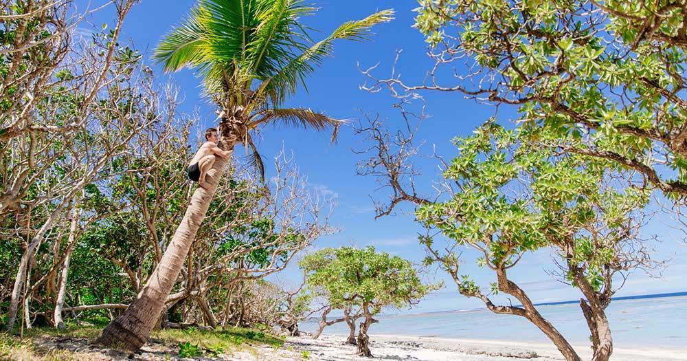Fiji Islands - coconut palm