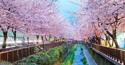 Destination Busan - cherry blossom