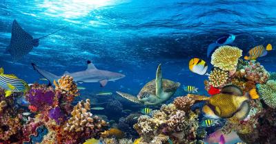 Maldives - Colorful underwater world